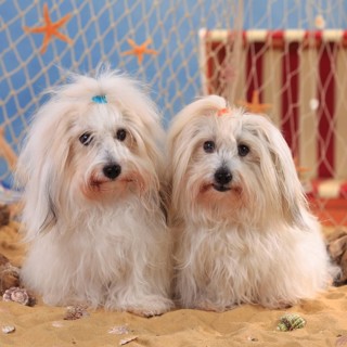 Coton de Tulear