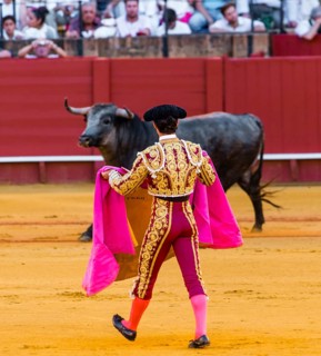 Bull stands in front of Matador