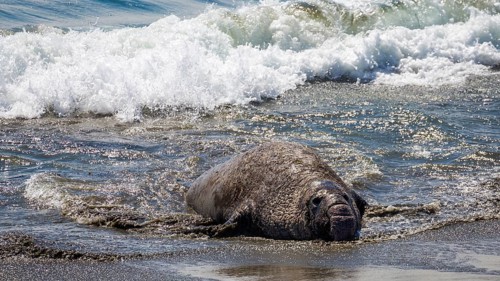 Old Northern Elephant Seal (Mirounga angustirostris) robs on beach