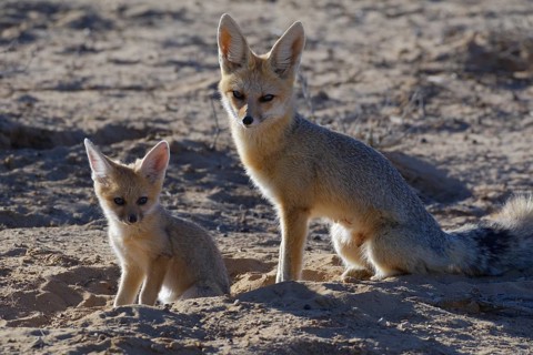 Cape foxes (Vulpes chama)
