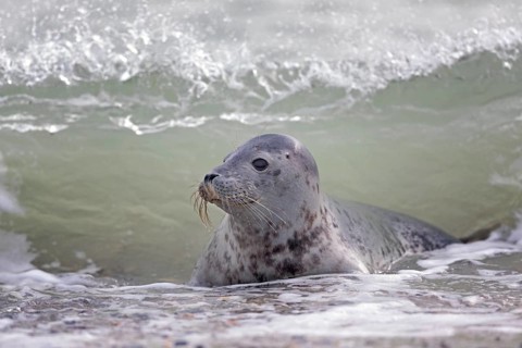 Grey seal (Halichoerus grypus) Young animal playing in the water