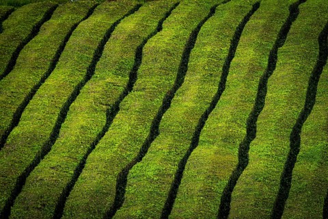 Tea bushes in a row