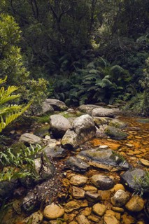 Hiking path over stream in primeval forest