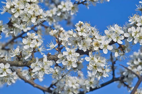 White blossoms