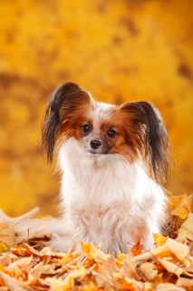 Papillon