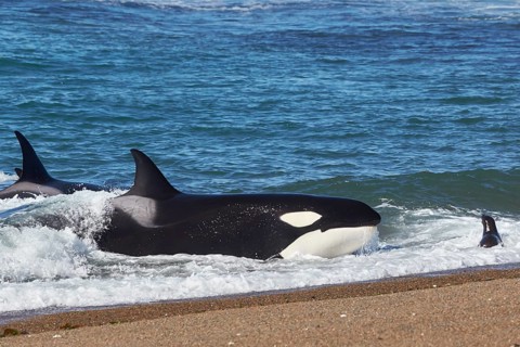 Orca (Orcinus orca) intentionally stranding on the beach in the unsuccessful attempt to catch a sea lion pup (Otaria flavescens)