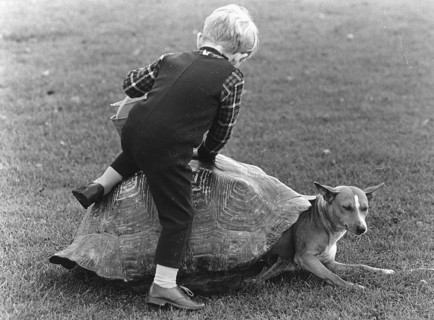 Child and a dog playing with a turtle shell