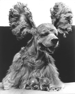 Cocker Spaniel with two puppies