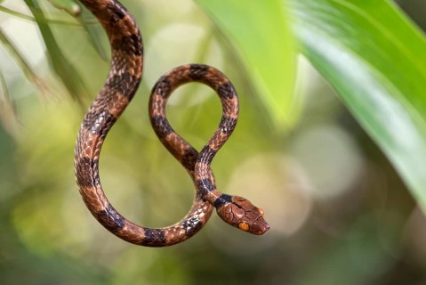 Tree Snake (Stenophis arctifasciatus)