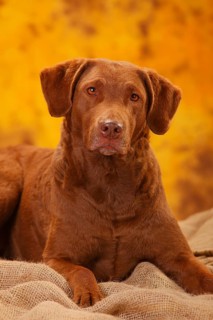 Chesapeake Bay Retriever