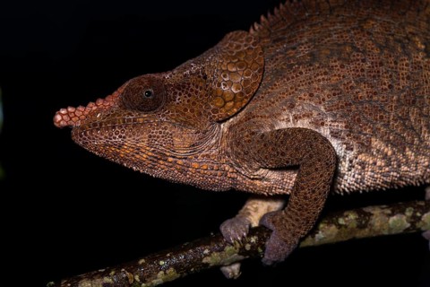 Short-horned chameleon (Calumma brevicorne)