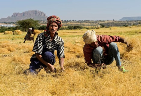 Farmers harvesting Teff (Eragrostis tef) with the sickle