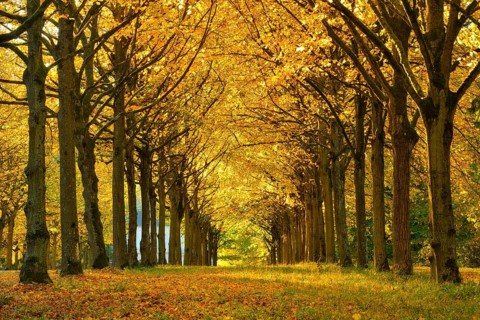 Linden-Allee in autumn