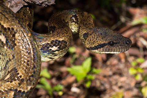 Madagascar tree boa (Sanzinia madagascariensis) on branch