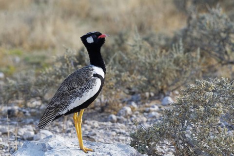 Northern black korhaan (Afrotis afraoides)