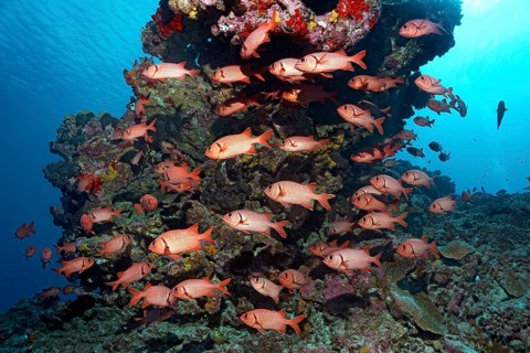 Swarm Pinecone soldierfishes (Myripristis murdjan) at the reef