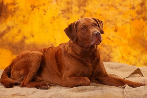 Chesapeake Bay Retriever