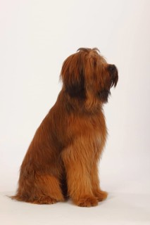 Briard