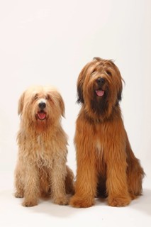 Briard