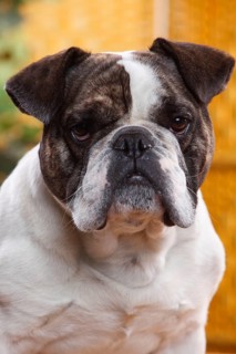Mongrel dog (English x French bulldog)