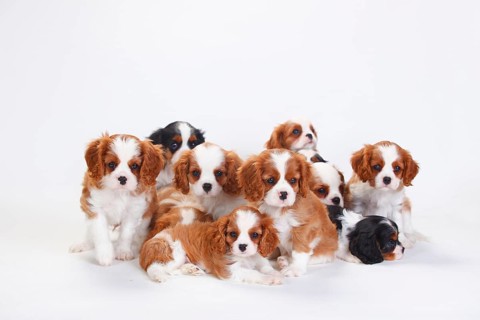 Cavalier King Charles Spaniel