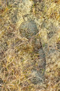 Footprint in sensitive vegetation