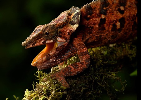 Malthe's chameleon (Calumma malthe)