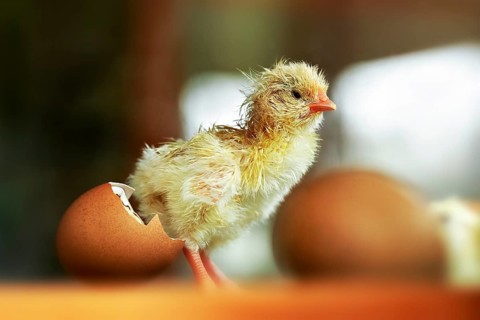 Chicken (Gallus gallus domesticus)