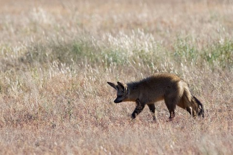 Bat-eared fox (Otocyon megalotis) searching for prey in dry grass