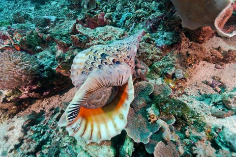 Triton's trumpet (Charonia tritonis)