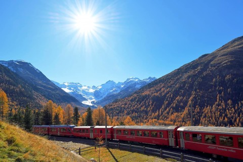 Bernina Express runs through larch forest in autumn
