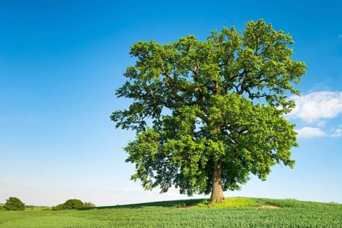 Solitary Oak