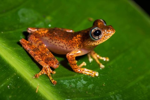Tree climbing frog species (Boophis pyrrhus) sits on leaf