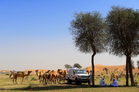 Bedouins with their camel herd