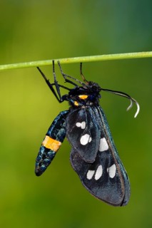 Nine-spotted moth (Amata phegea)