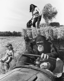 Chimpanzee drives a tractor