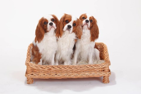 Cavalier King Charles Spaniel