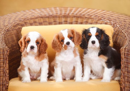 Cavalier King Charles Spaniel