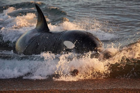 Orca (Orcinus orca) attacking sea lion pups (Otaria flavescens) at the beach