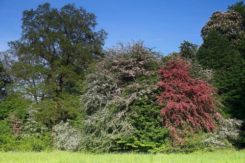 Flowering hawthorn (Crataegus monogyna) and Paul's Scarlet (Crataegus laevigata)