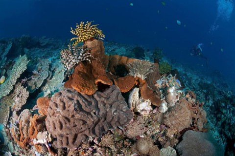 Coral garden with hairstars (Comatulida)