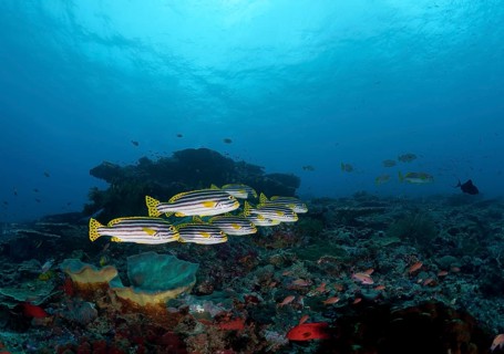 Orient Sweet Lip (Plectorhinchus vittatus)