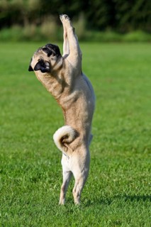 Pug stands on hind legs