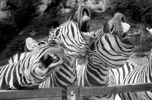 Singing zebras
