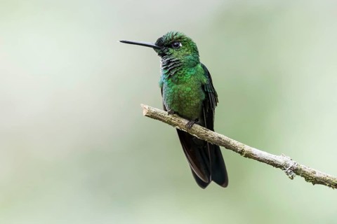 Green-crowned Brilliant (Heliodoxa jacula) sits on a branch