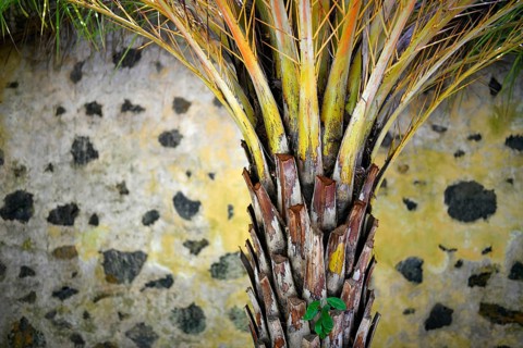 Tree trunk of a palm tree in front of a yellow black wall