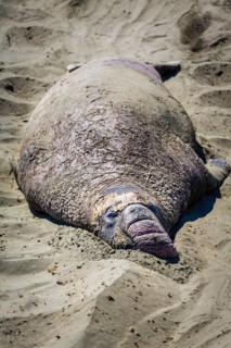 Old Northern Elephant Seal (Mirounga angustirostris) sleeps in the sand