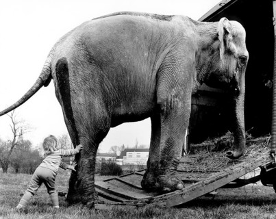 Child pushes elephants on the car