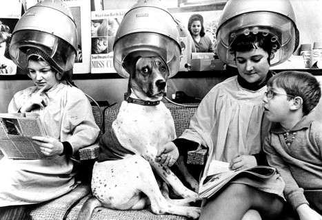 Dog at a hairdresser's