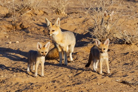 Cape foxes (Vulpes chama)